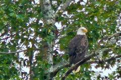 eagle