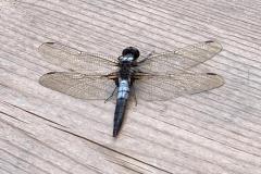 fly