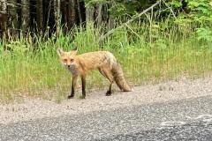 fox