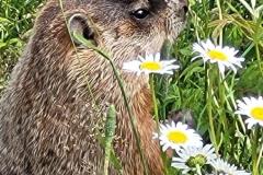 hog