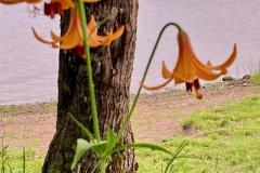 lily
