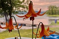 lily2