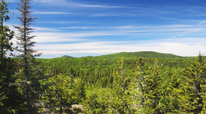 Watch how trees and plants remove toxic CO2 from our atmosphere