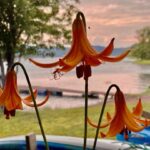 Gardening in Saint John in July