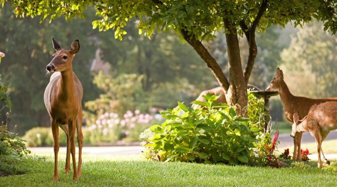Deer-Resistant Shrubs